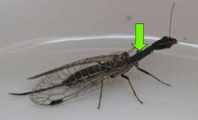 Attēlu rezultāti vaicājumam “Raphidioptera”