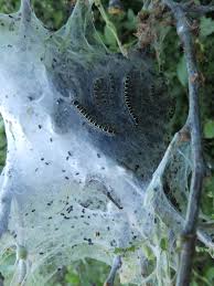 Attēlu rezultāti vaicājumam “Eriogaster lanestris”