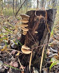 Attēlu rezultāti vaicājumam “Onnia triquetra”