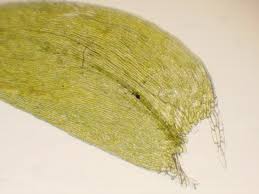 Attēlu rezultāti vaicājumam “Plagiothecium laetum”