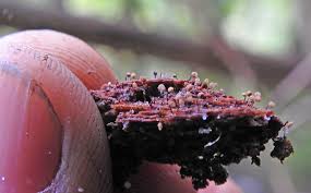 Attēlu rezultāti vaicājumam “Cribraria aurantiaca var. persoonii macro”