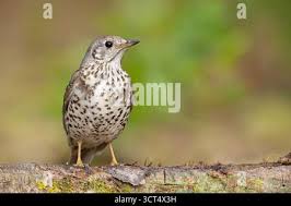Attēlu rezultāti vaicājumam “Turdus viscivorus juvenile”