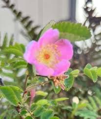 Attēlu rezultāti vaicājumam “xComagaria rosea  flower”