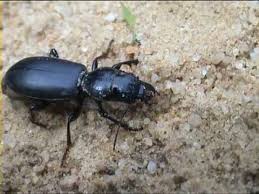 Attēlu rezultāti vaicājumam “Broscus cephalotes”