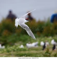 Attēlu rezultāti vaicājumam “Sterna sandvicensis”