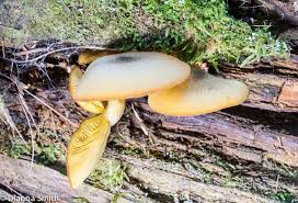 Attēlu rezultāti vaicājumam “Tricholomopsis decora”