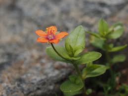 Attēlu rezultāti vaicājumam “Anagallis arvensis”