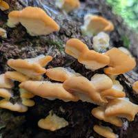 Attēlu rezultāti vaicājumam “Climacocystis borealis”