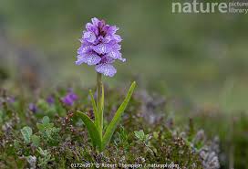 Attēlu rezultāti vaicājumam “Dactylorhiza maculata”