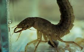 Attēlu rezultāti vaicājumam “Dytiscus marginalis”