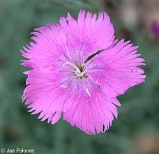 Image result for Dianthus gratianopolitanus