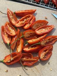 Afbeeldingsresultaat voor paper lantern hot pepper