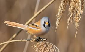 Attēlu rezultāti vaicājumam “Panurus biarmicus male”