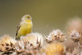 Image result for Carduelis citrinella
