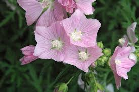 Image result for Malva alcea