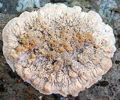 Attēlu rezultāti vaicājumam “Phlebia rufa”