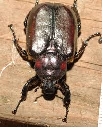 Attēlu rezultāti vaicājumam “Osmoderma barnabita imago”