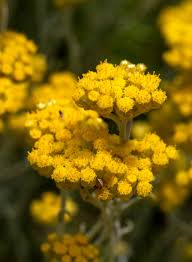 Attēlu rezultāti vaicājumam “Helichrysum arenarium flower”