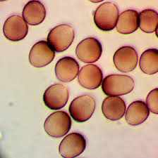 Attēlu rezultāti vaicājumam “Badhamia flavoglauca”