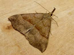 Attēlu rezultāti vaicājumam “Hypena proboscidalis”