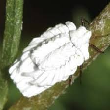 Attēlu rezultāti vaicājumam “Orthezia urticae”