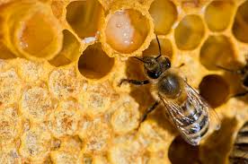 Attēlu rezultāti vaicājumam “Apis mellifera”