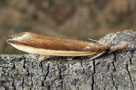 Attēlu rezultāti vaicājumam “Donacaula mucronella”