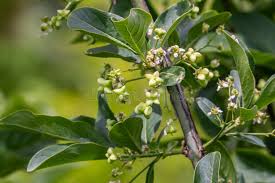 Attēlu rezultāti vaicājumam “Euonymus europaeus leaf”