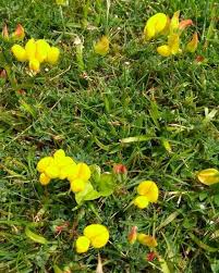 Attēlu rezultāti vaicājumam “Lotus corniculatus flower”
