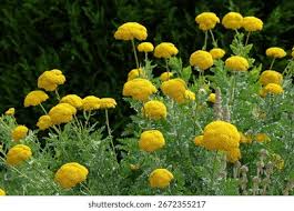 Image result for Achillea filipendulina