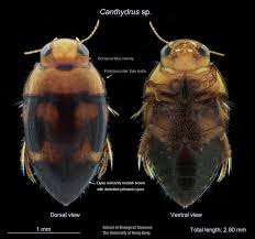 Attēlu rezultāti vaicājumam “Cribraria tenella macro”