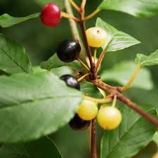 Attēlu rezultāti vaicājumam “Frangula alnus fruit”