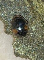 Attēlu rezultāti vaicājumam “Anisotoma humeralis”