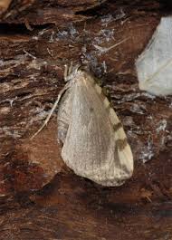 Attēlu rezultāti vaicājumam “Hydriomena furcata”