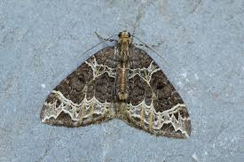 Attēlu rezultāti vaicājumam “Ecliptopera silaceata”