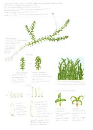 Attēlu rezultāti vaicājumam “Elodea canadensis leaf”