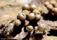 Attēlu rezultāti vaicājumam “Cribraria argillacea”