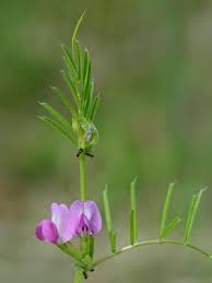 Attēlu rezultāti vaicājumam “Vicia sativa”