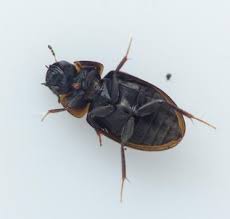 Attēlu rezultāti vaicājumam “Enochrus affinis”