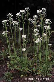 Attēlu rezultāti vaicājumam “Teesdalia nudicaulis”