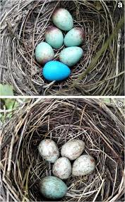 Attēlu rezultāti vaicājumam “Turdus viscivorus nest”
