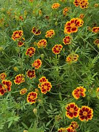 Image result for Tagetes patula