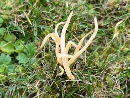 Attēlu rezultāti vaicājumam “Clavaria straminea”