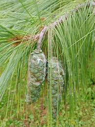 Attēlu rezultāti vaicājumam “Pinus”