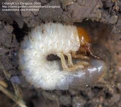 Attēlu rezultāti vaicājumam “Oxythyrea funesta”