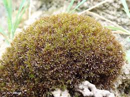 Attēlu rezultāti vaicājumam “Didymodon tophaceus”