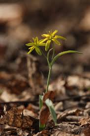 Attēlu rezultāti vaicājumam “Gagea lutea flower”