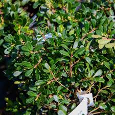 Attēlu rezultāti vaicājumam “Arctostaphylos uva-ursi”