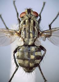 Attēlu rezultāti vaicājumam “Sarcophaga carnaria”