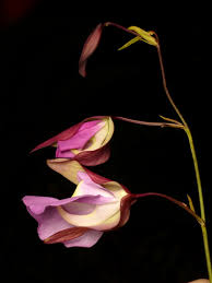 Attēlu rezultāti vaicājumam “Lentibulariaceae”